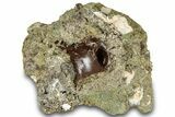 Fossil Dromaeosaurid Vertebra in Rock - Judith River Formation #313438-1